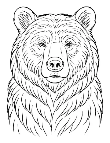 A detailed realistic brown bear portrait with bold fur strokes and a calm face, for adults and older kids.
