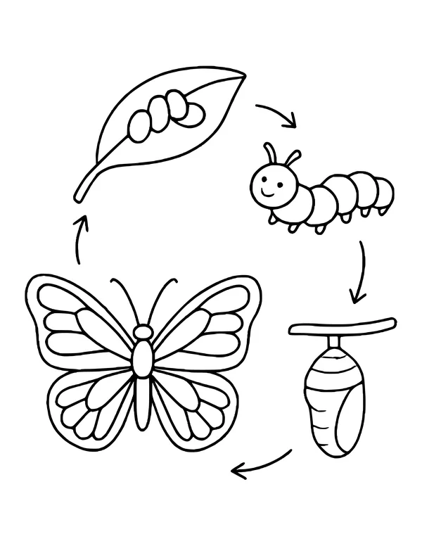 Butterfly life cycle with arrows: eggs on a leaf, smiling caterpillar, chrysalis and adult butterfly