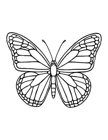 Outline of a monarch butterfly with veined wings and a scalloped border of small cells