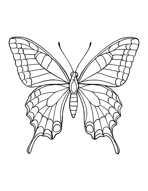 Swallowtail butterfly with thick scalloped wing edges, curved tails and round eyespots