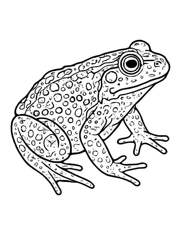 Realistic frog in side view with a big eye, bumpy spotted skin and long toes, bold outlines
