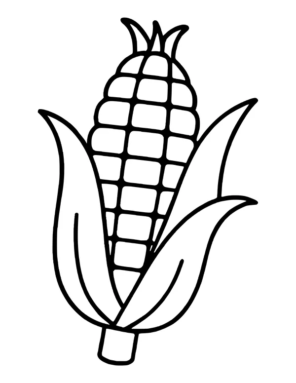 Single ear of corn with neat rows of kernels, peeled-back leafy husks and a short stalk.