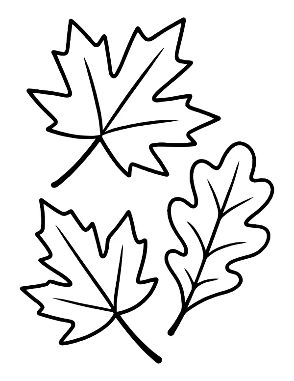 Two pointed maple leaves and one wavy oak leaf drifting across the page.