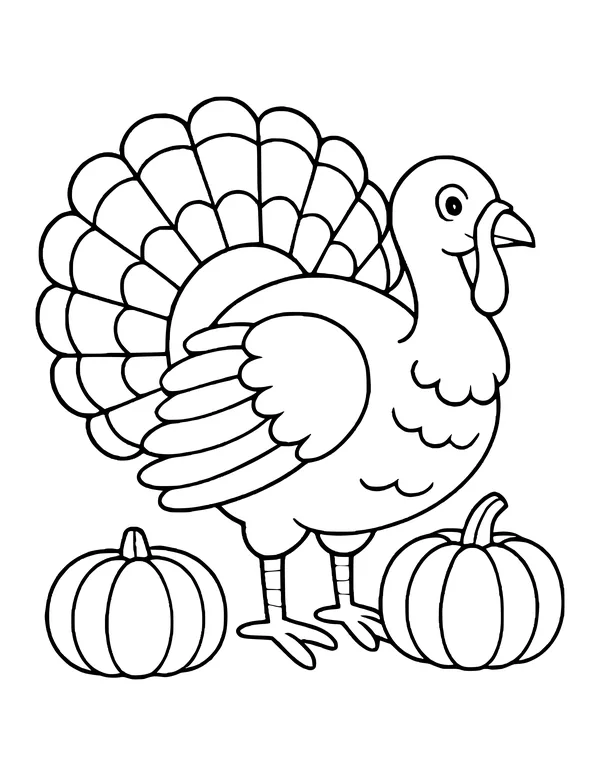 Turkey with its tail fanned out standing between two pumpkins.